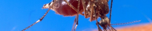 Drönare sätts in för myggbekämpning i Florida